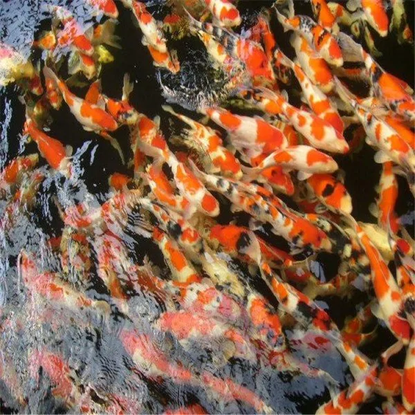 541927469_-2128178031_-371076114.png 541927469_-2128178031_-371076114.png